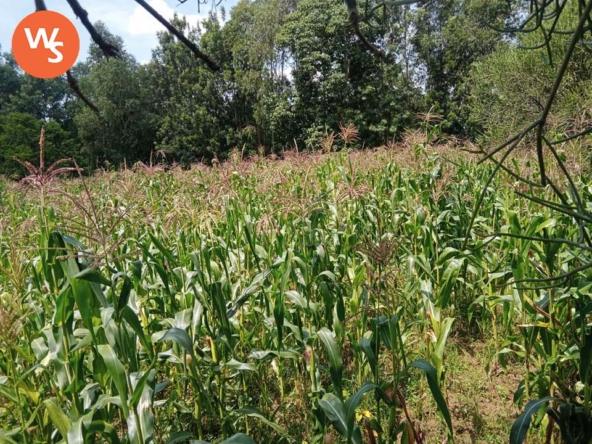 Land for sale in Bungoma Mayanja area (1)