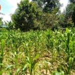 land for sale in Bungoma Makutano