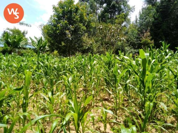 land for sale in Bungoma Makutano