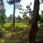 land for sale in Bungoma's Tuuti