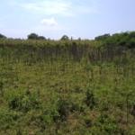2 acres land for sale in Bungoma's Sikata