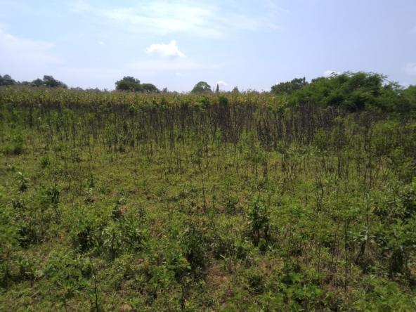 2 acres land for sale in Bungoma's Sikata