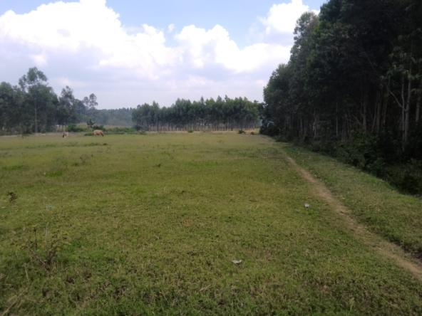 Land for sale in Bungoma's Kanduyi
