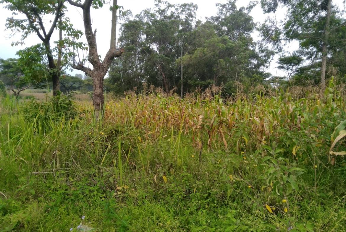 Land for sale in Bungoma's Tuuti (1)