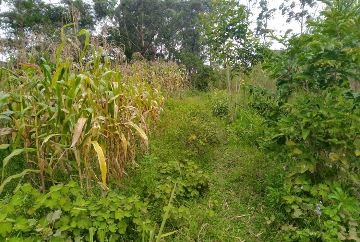 land for sale in Bungoma's Tuuti