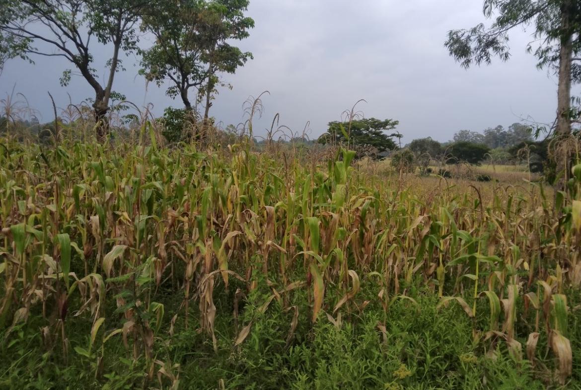 land for sale in Bungoma's Tuuti