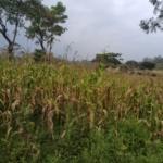 land for sale in Bungoma's Tuuti