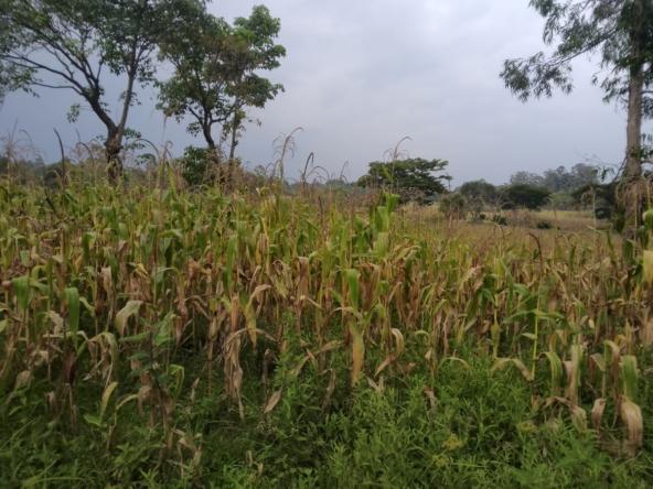 land for sale in Bungoma's Tuuti