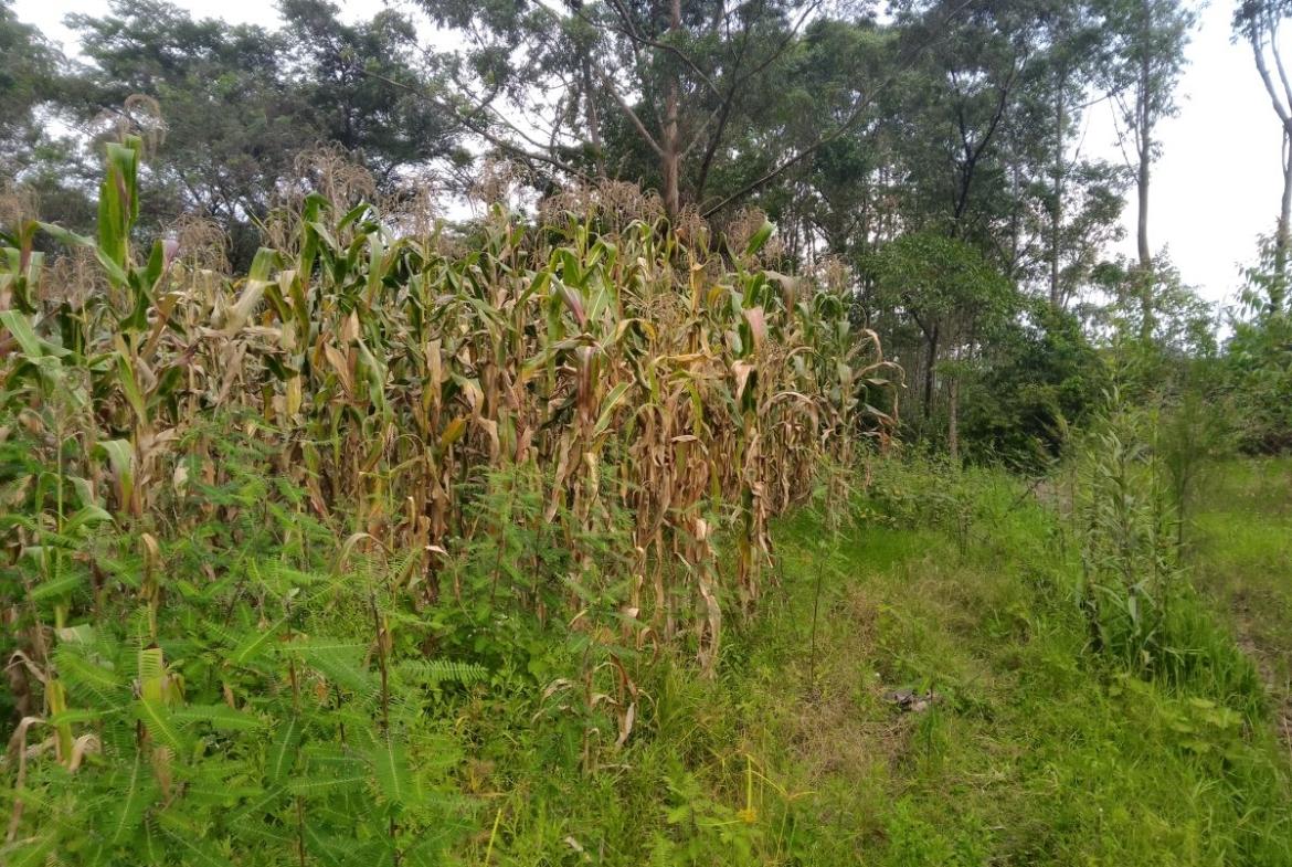land for sale in Bungoma's Tuuti