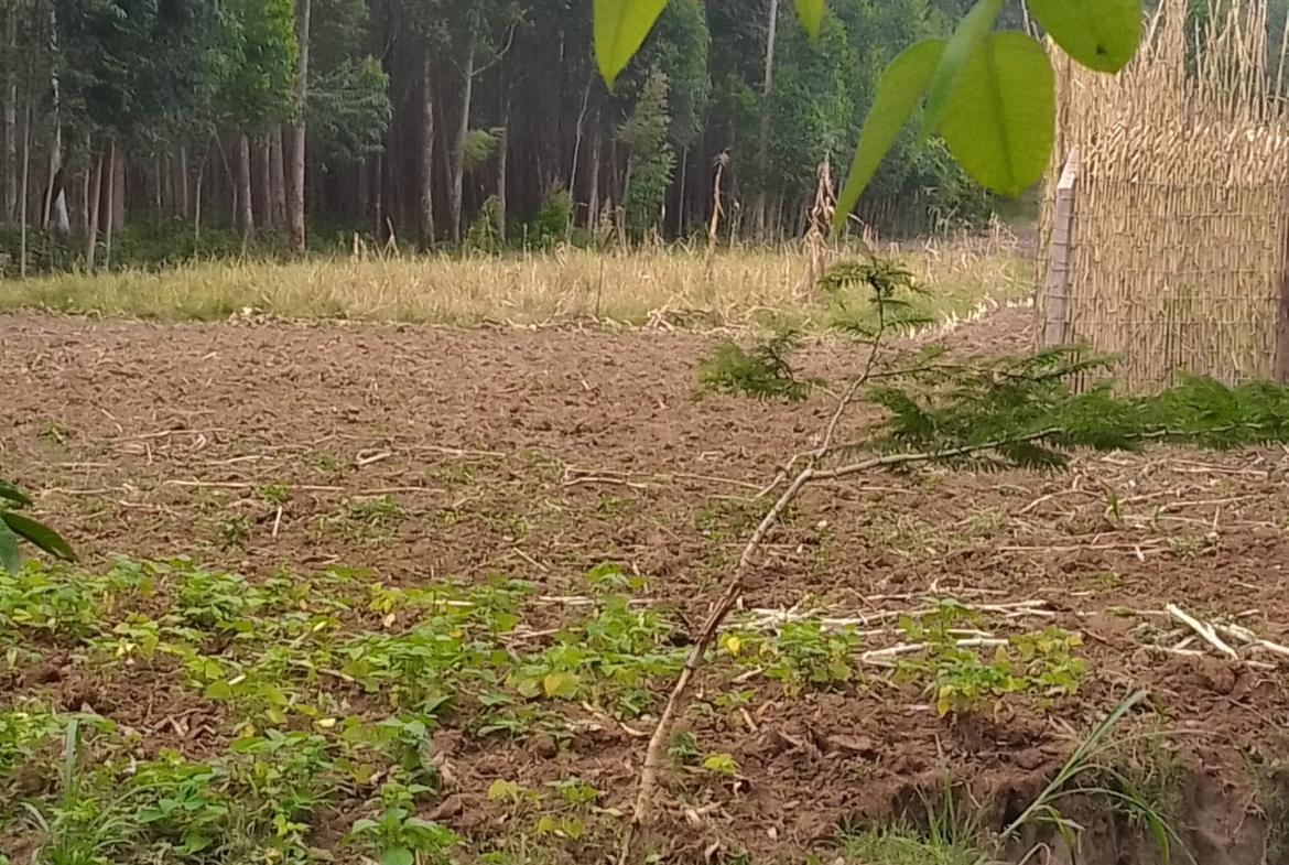 Plots for sale in Bungoma's Kanduyi