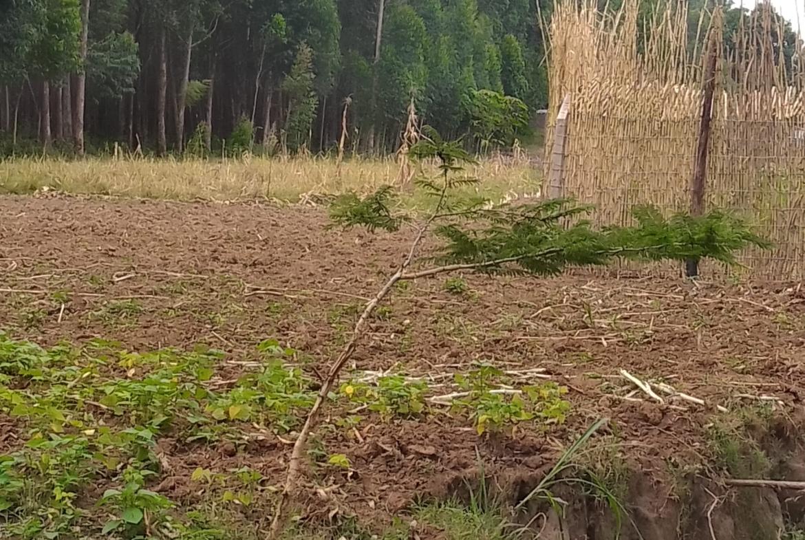 Plots for sale in Bungoma's Kanduyi