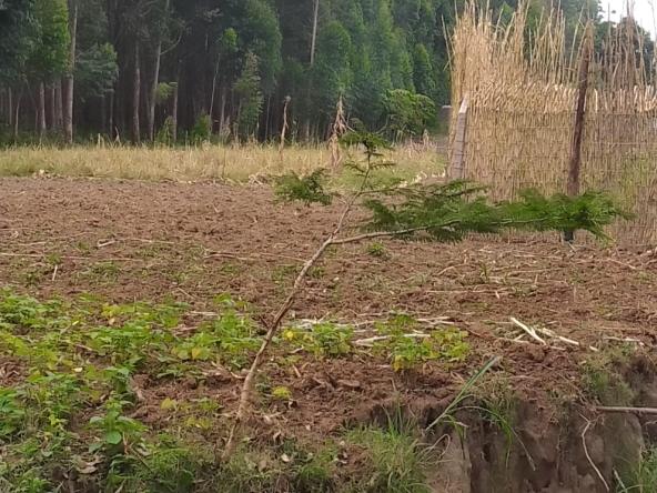 Plots for sale in Bungoma's Kanduyi