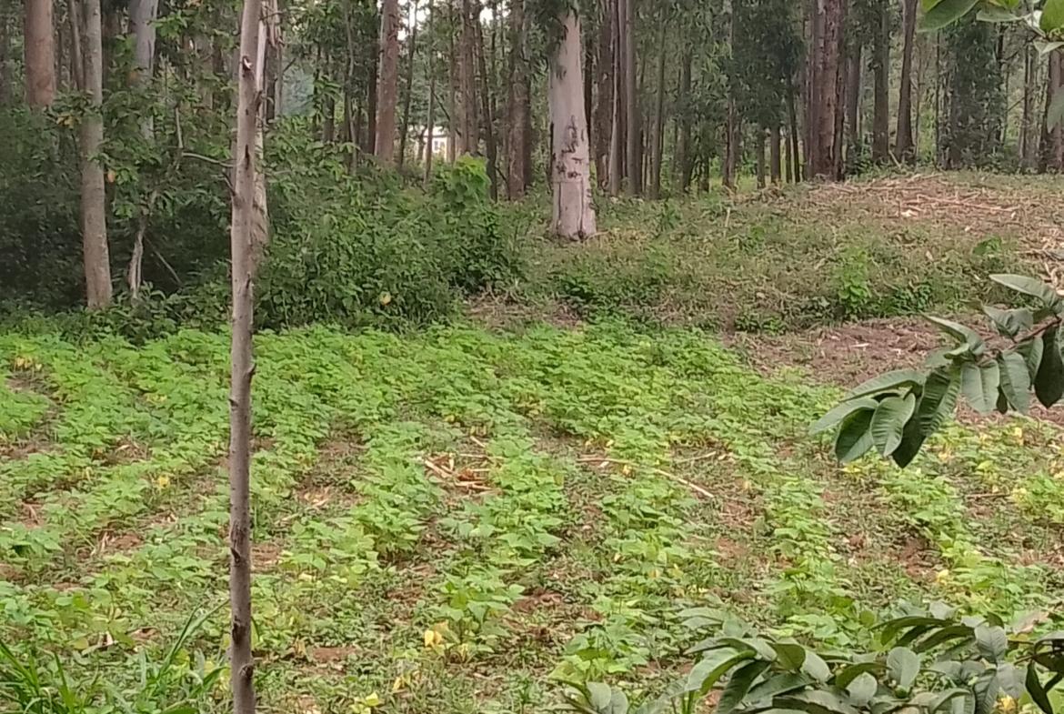 Plots for sale in Bungoma's Kanduyi