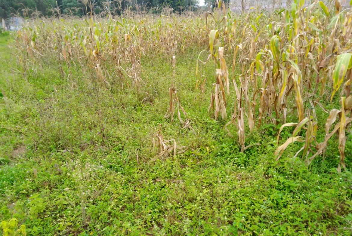 Plots for sale in Bungoma's Makutano