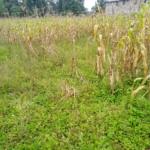 Plots for sale in Bungoma's Makutano
