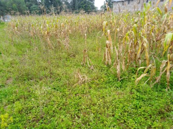 Plots for sale in Bungoma's Makutano