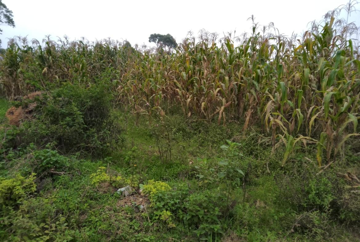 Plots for sale in Bungoma's Sikata