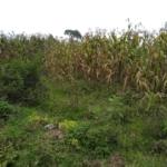 Plots for sale in Bungoma's Sikata