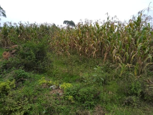 Plots for sale in Bungoma's Sikata