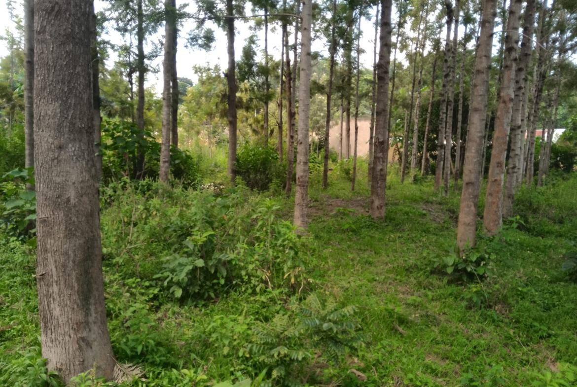 Plots for sale in Bungoma's Tuuti