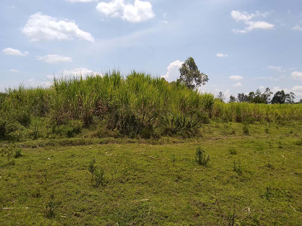 Agricultural Land for Sale at Mayanja Bungoma County