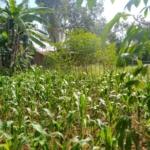 Land for sale in Bungoma Pamus