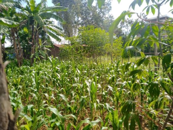 Land for sale in Bungoma Pamus